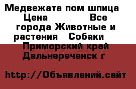 Медвежата пом шпица › Цена ­ 40 000 - Все города Животные и растения » Собаки   . Приморский край,Дальнереченск г.